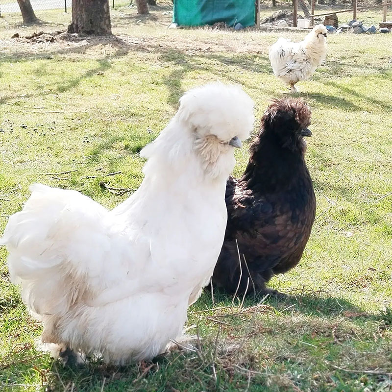Chicken Breeds with Feathered Feet - Silkie