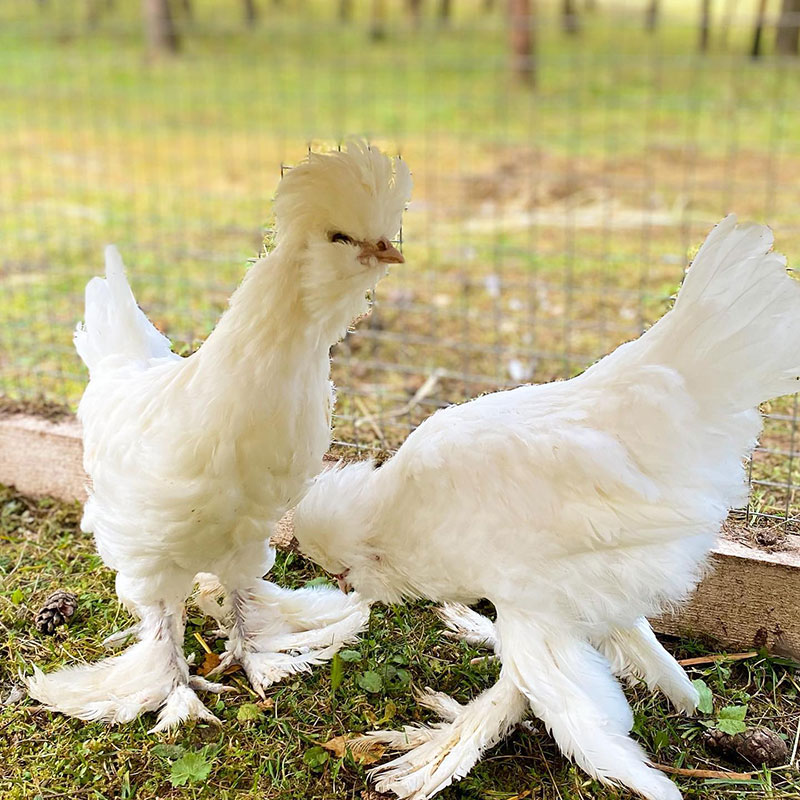 Chicken Breeds with Feathered Feet - Sultan