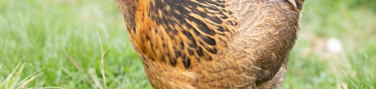Easter Egger Rooster vs Hen: Understanding the Differences for Backyard Chicken Keepers