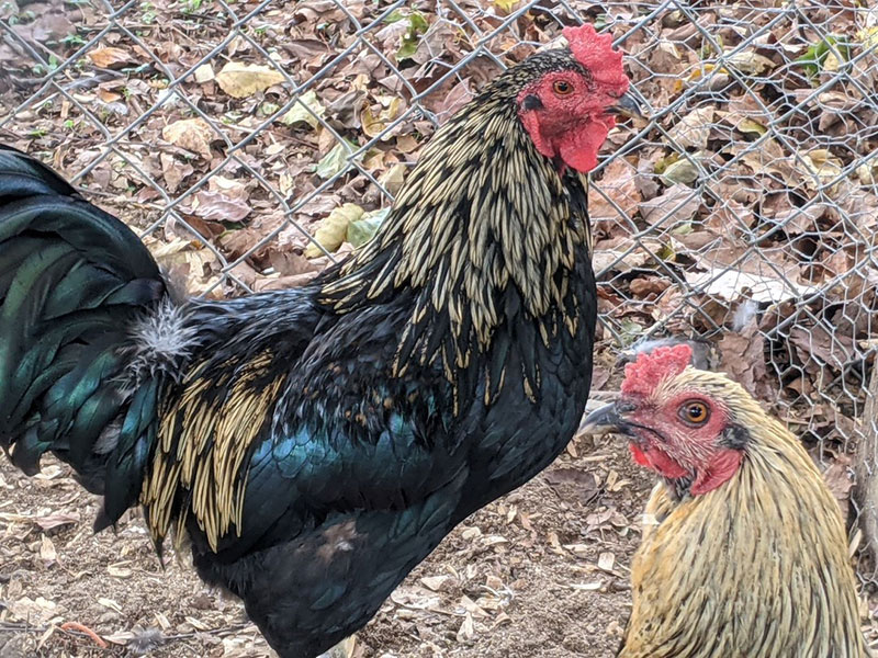 Easter Egger Rooster vs Hen: Understanding the Differences for Backyard Chicken Keepers - Dockery Farms