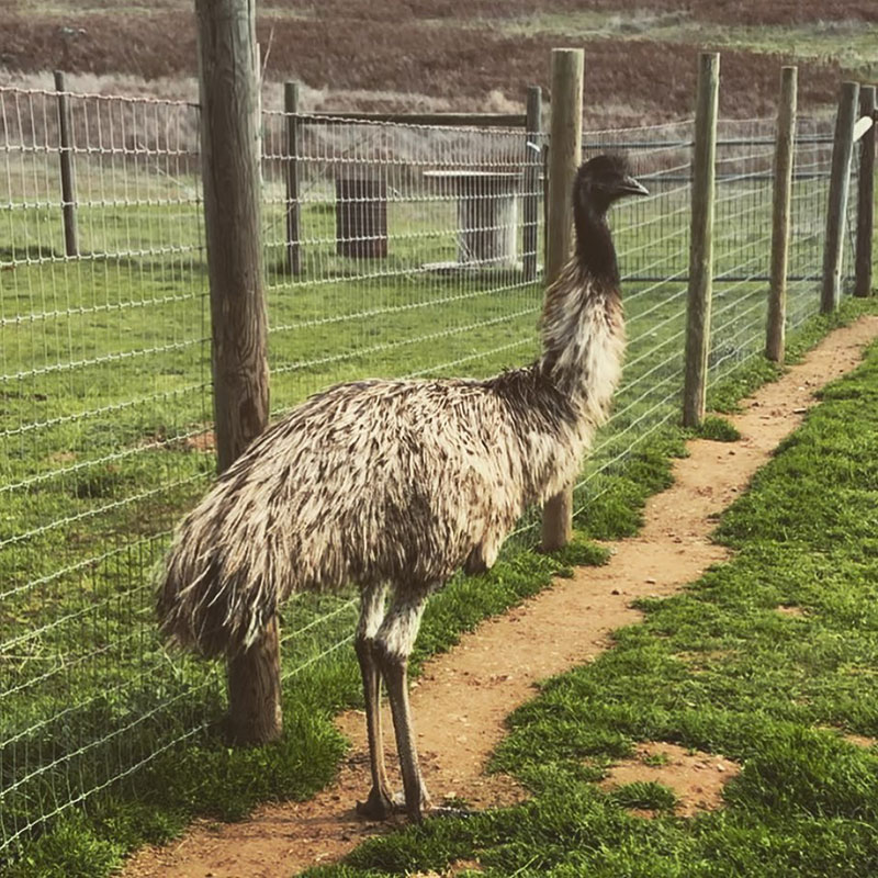 How Much Does Emu Cost - 1-2 Years Old Emu