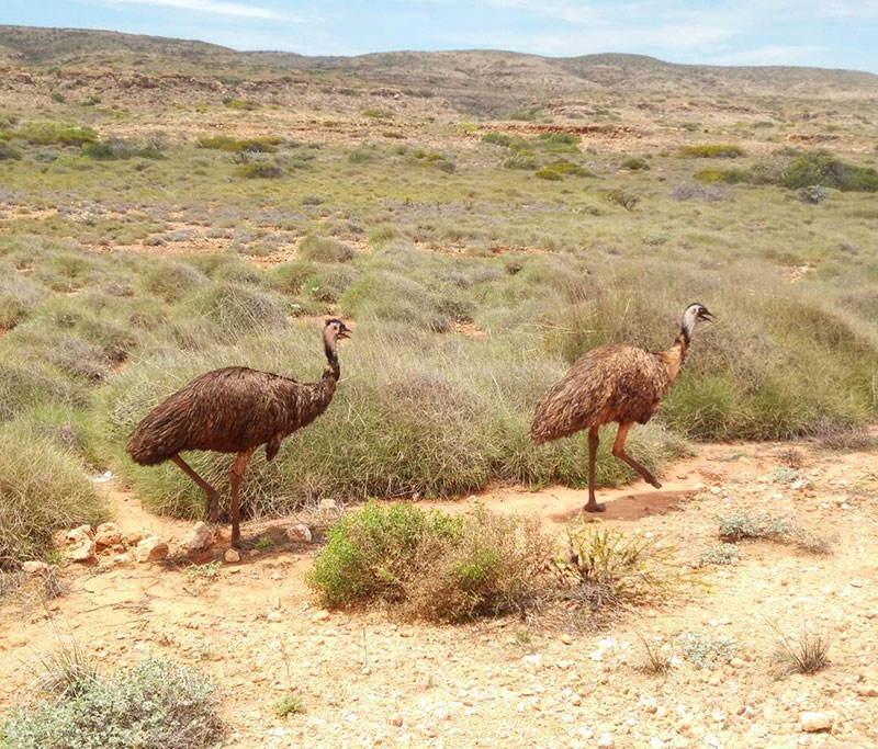 How Much Does Emu Cost - Emu Breeding Pair Cost