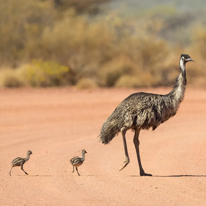 How Much Does Emu Cost - Emu Chicks