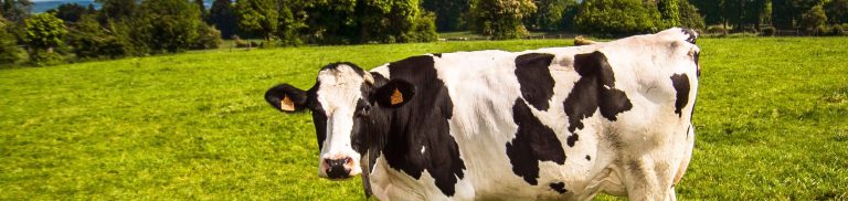Discover the Current Market Price: How Much Does a Cow Cost in 2023?