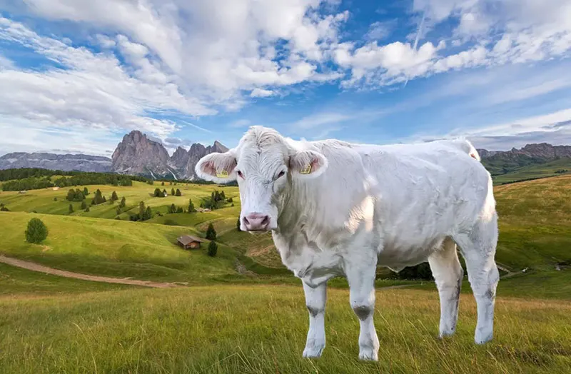 How Much Does a Cow Cost - Charolais