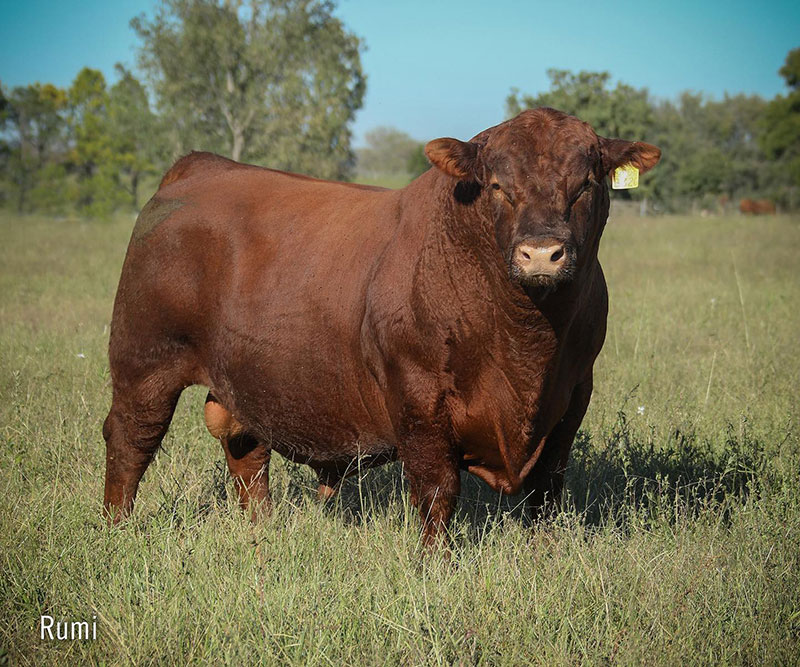 How Much Does a Cow Cost - Red Angus