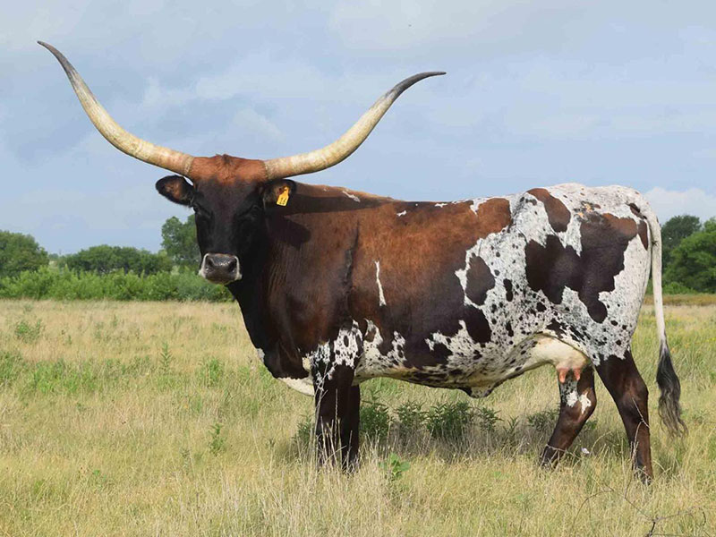 How Much Does a Cow Cost - Texas Longhorn