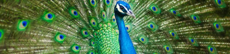 How Much Does a Peacock Cost? Uncovering the Price Ranges of These Stunning Birds