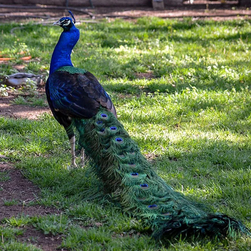 How Much Does a Peacock Cost - Black-Shouldered Peacock