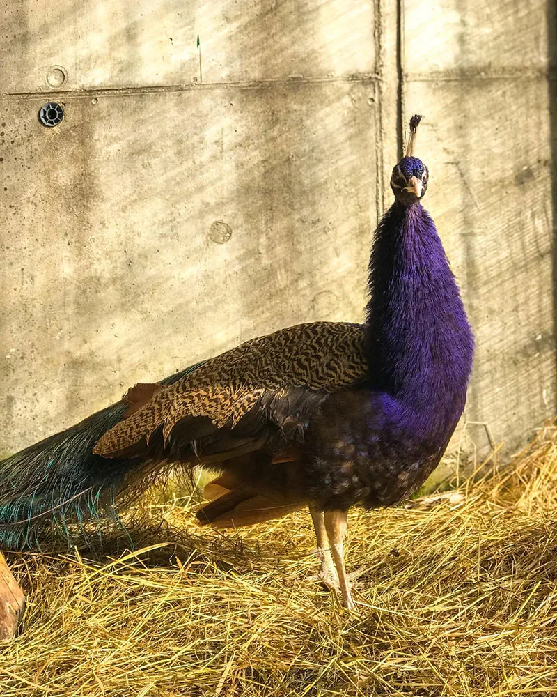 How Much Does a Peacock Cost - Violette Peacock