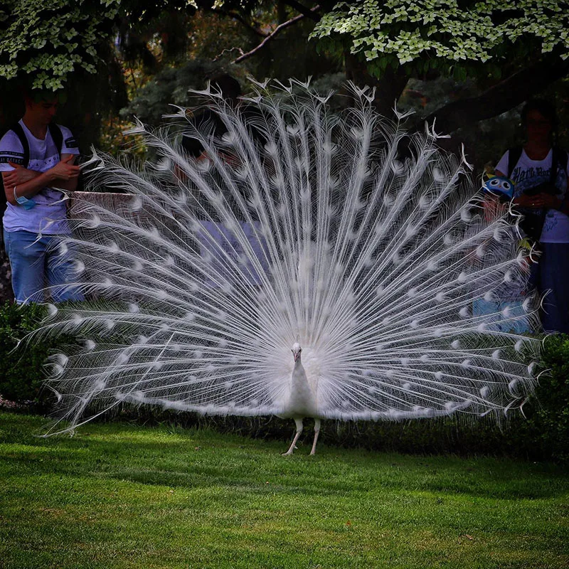 How Much Does a Peacock Cost - White Peafowl