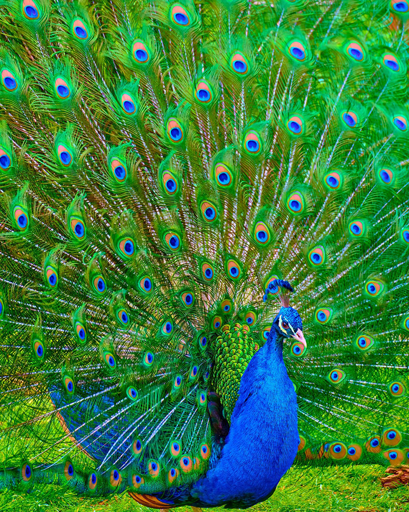 How Much Does a Peacock Cost