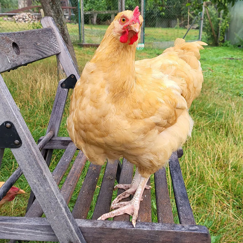 10 Yellow Chicken Breeds for Your Farm