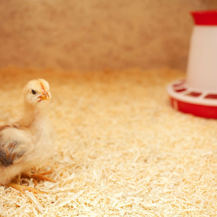 Alternatives to Heat Lamp for Chickens - Deep Litter Method