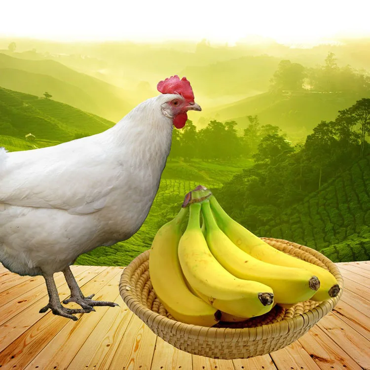 Can Chickens Eat Bananas - Benefits of Feeding Bananas to Your Chickens