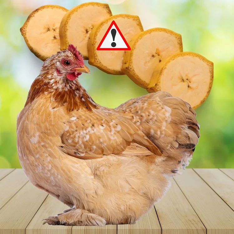 Can Chickens Eat Bananas - Potential Risks of Feeding Bananas to Your Chickens