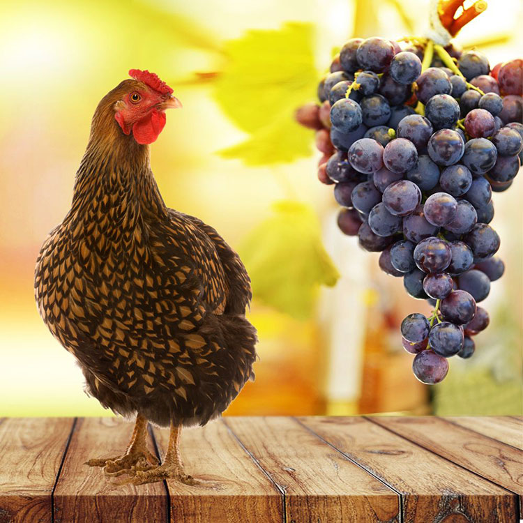 Can Chickens Eat Grapes - Health Benefits of Feeding Grapes to Your Chickens