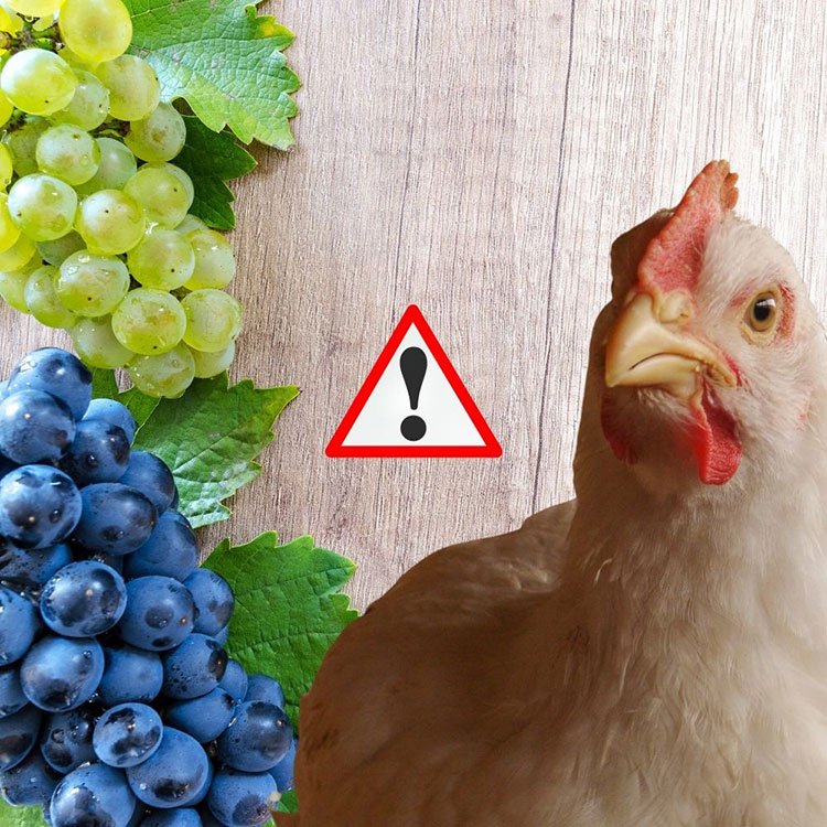 Can Chickens Eat Grapes - Potential Risks of Feeding Grapes to Chickens