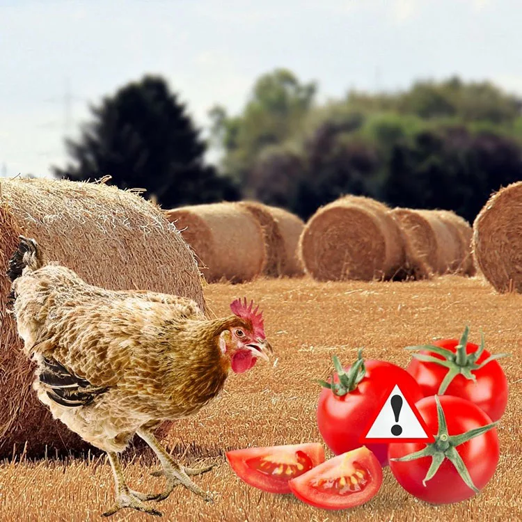 Can Chickens Eat Grapes - Potential Risks of Feeding Tomato to Your Chickens