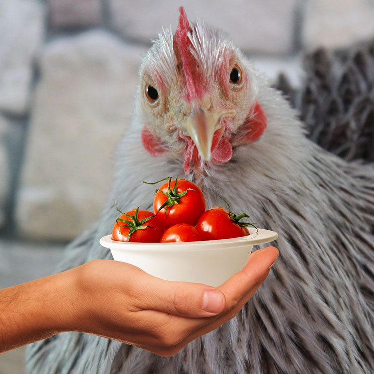 Can Chickens Eat Tomatoes