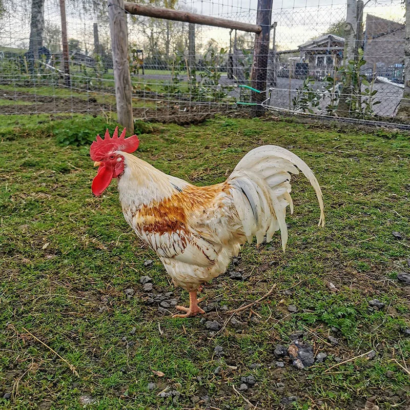 Chicken Vs. Rooster Vs. Hen - Cockerel