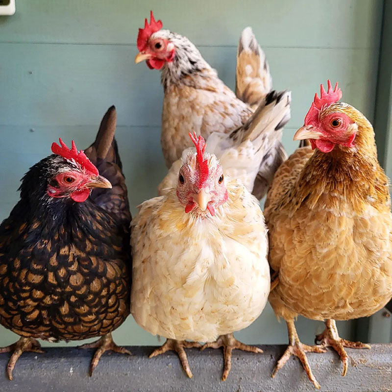 Chicken Vs. Rooster Vs. Hen - What are Chickens The Chicken Terminology Explained