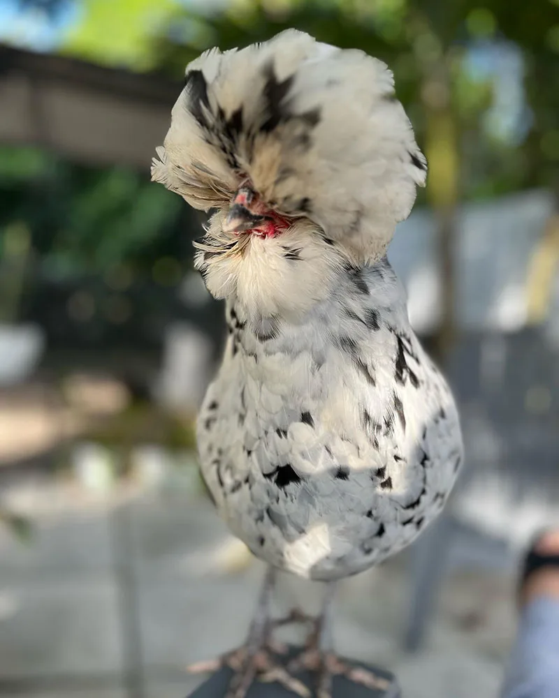 Chicken with Fluffy Head - Houdan