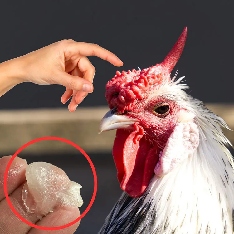 Do Chickens Need Heat in the Winter - Cover Their Combs With Petroleum Jelly