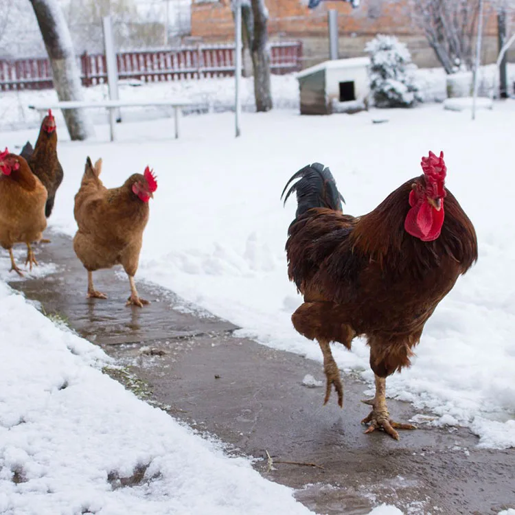 Do Chickens Need Heat in the Winter - Temperatures for Adult Chickens