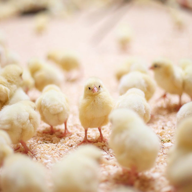 Do Chickens Need Heat in the Winter - Temperatures for Chicks