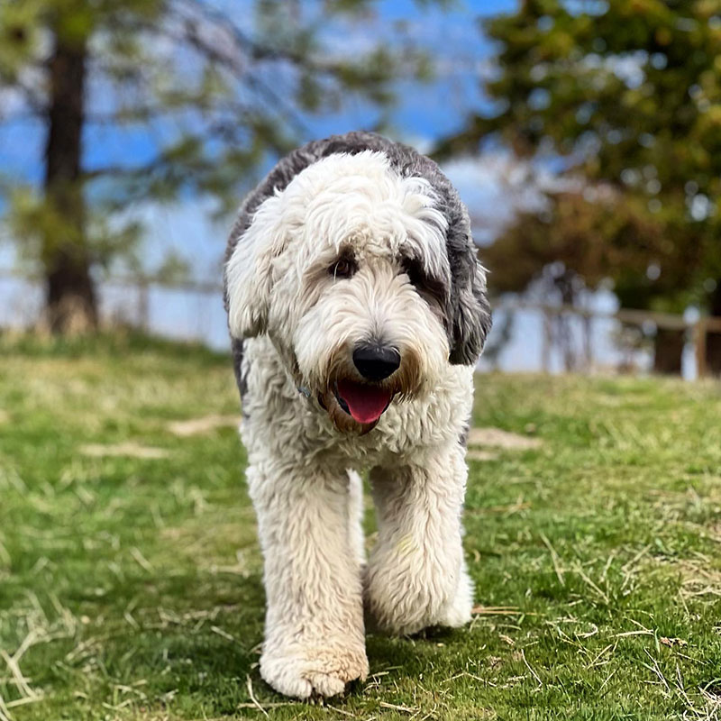 Dogs Good With Chickens - Old English Sheepdog
