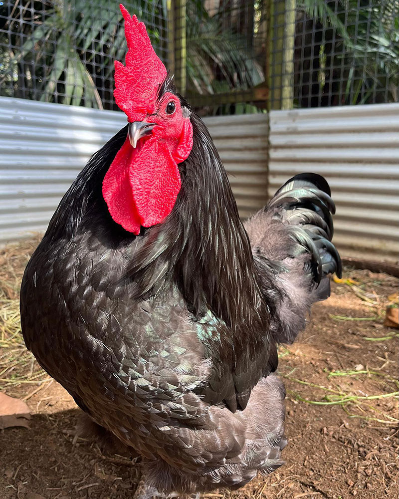 Egg-Laying Chickens - Australorp