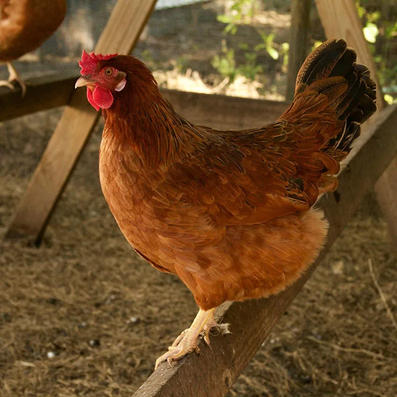 Egg-Laying Chickens - Pearl Star Leghorn egg-laying ability