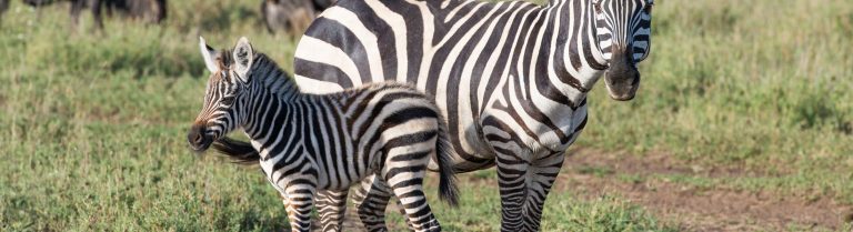How Much Are Zebras