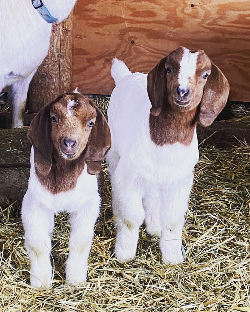 How Much Does A Goat Cost - Boer Goat