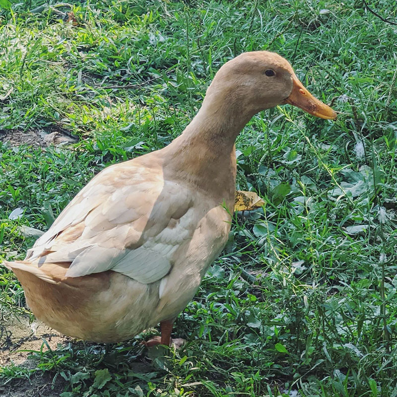 How Much Is A Duck - Buff Duck