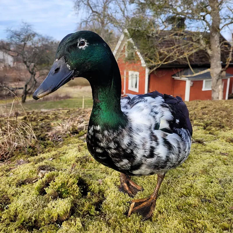 How Much Is A Duck - Cayuga Duck
