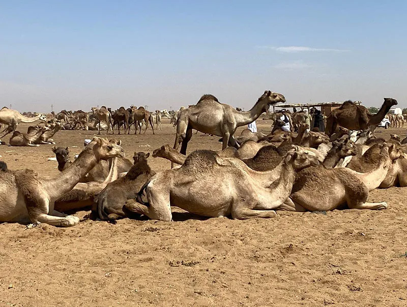 How Much is a Camel - How Much is a Camel in Sudan