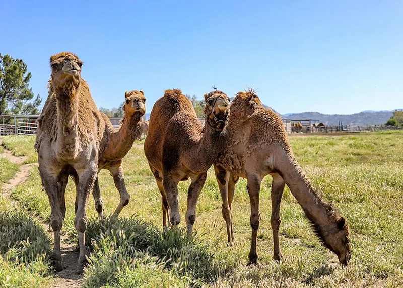 How Much is a Camel - How Much is a Camel in the USA
