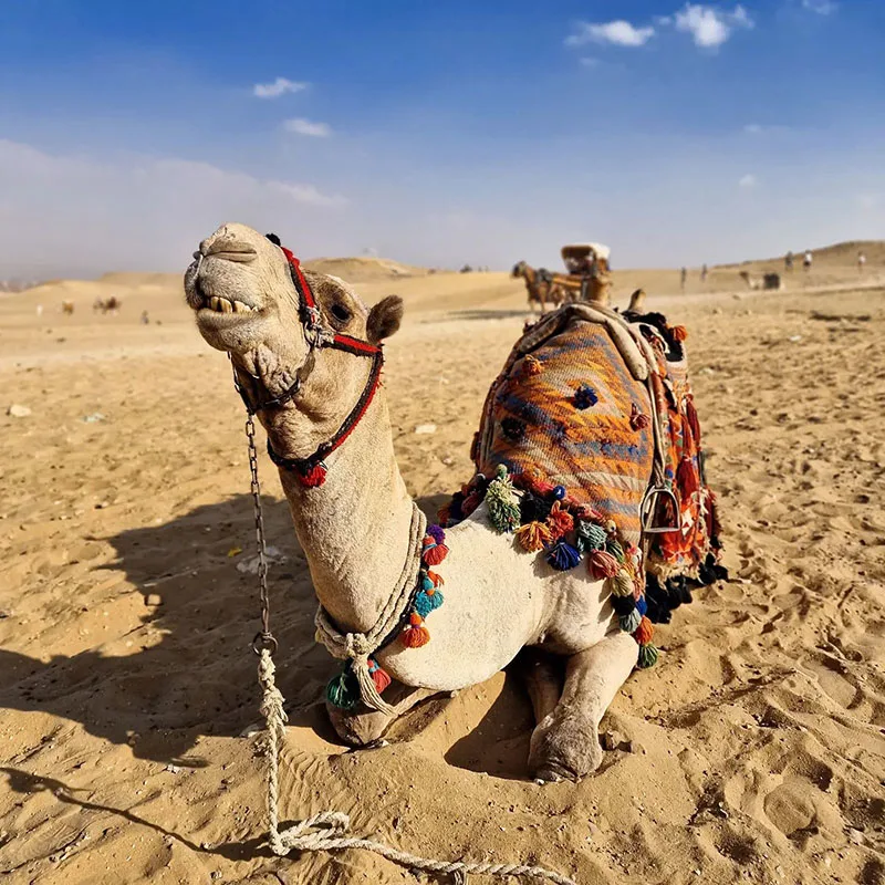 How Much is a Camel - How Much is a Dromedary