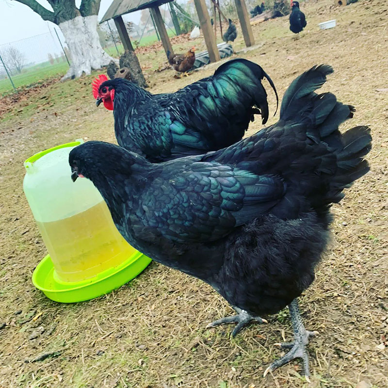 Meat Chicken Breeds - Jersey Giant