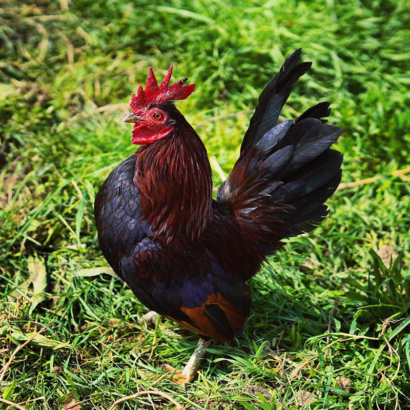Rarest Chicken Breeds - Serama