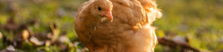 Discovering the Beauty of Yellow Chicken Breed: Characteristics, Care, and Breeding Tips