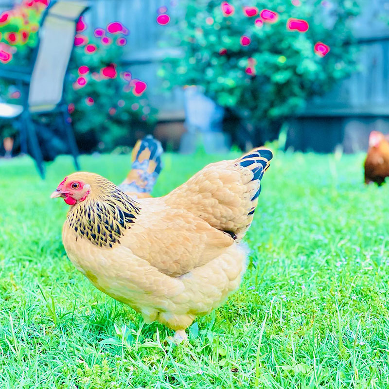 Yellow Chicken Breed - Buff Brahma
