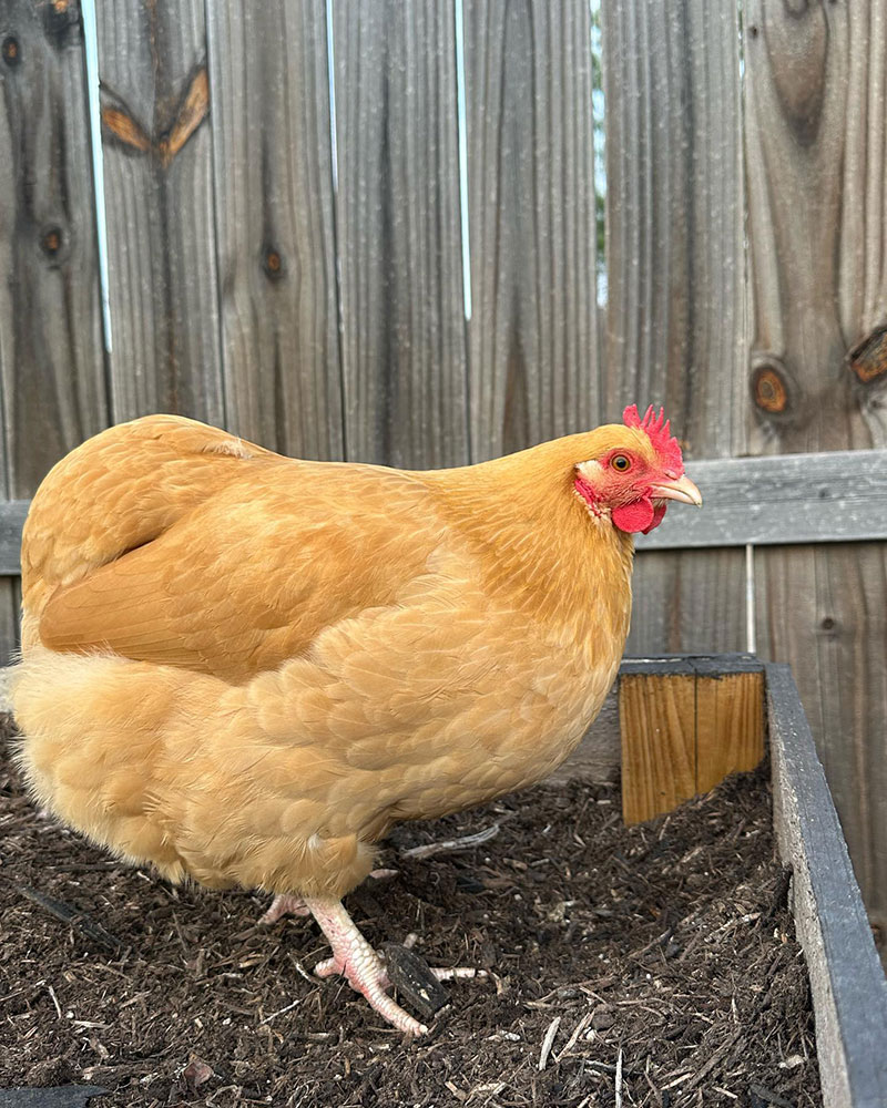 Yellow Chicken Breed - Buff Orpington