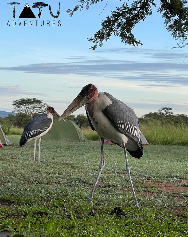 Birds with the Biggest Wingspan - Marabou Stork