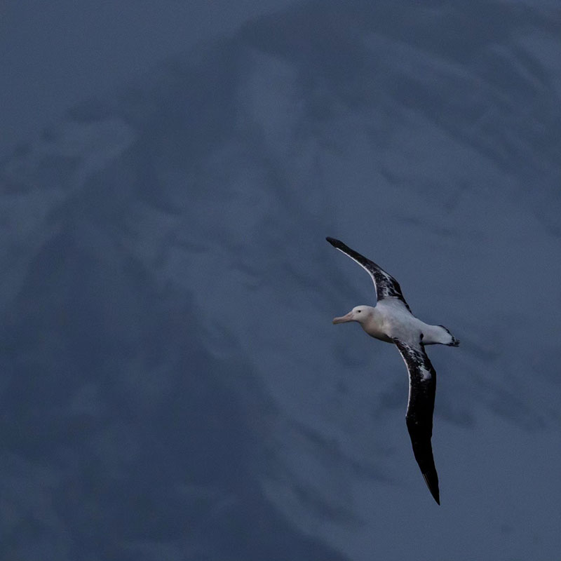 Birds with the Biggest Wingspan - Wandering Albatross