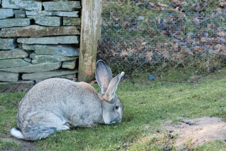 Flemish Giant Rabbit Size: Exploring the Impressive Dimensions of the World’s Largest Domestic Bunny Breed