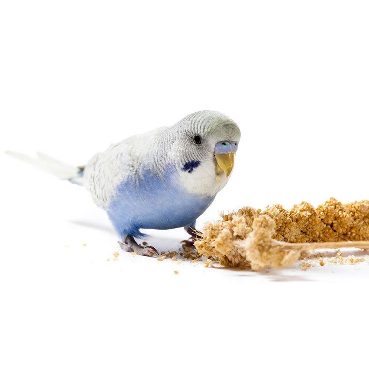 How Long Can Parakeets Go Without Food - How Much Food Should a Parakeet Eat