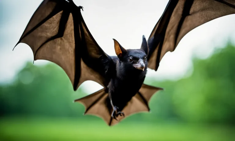 Are Bats And Birds Actually Related? Examining Their Evolutionary Histories